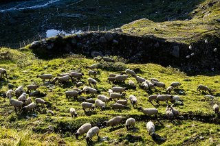 Deux députées vaudoises s'inquiètent d'un été "sous haute tension" sur les alpages en raison des attaques de loup (photo d'illustration).